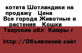 котята Шотландики на продажу › Цена ­ 5 000 - Все города Животные и растения » Кошки   . Тверская обл.,Кимры г.